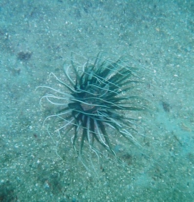 Sea Anemone