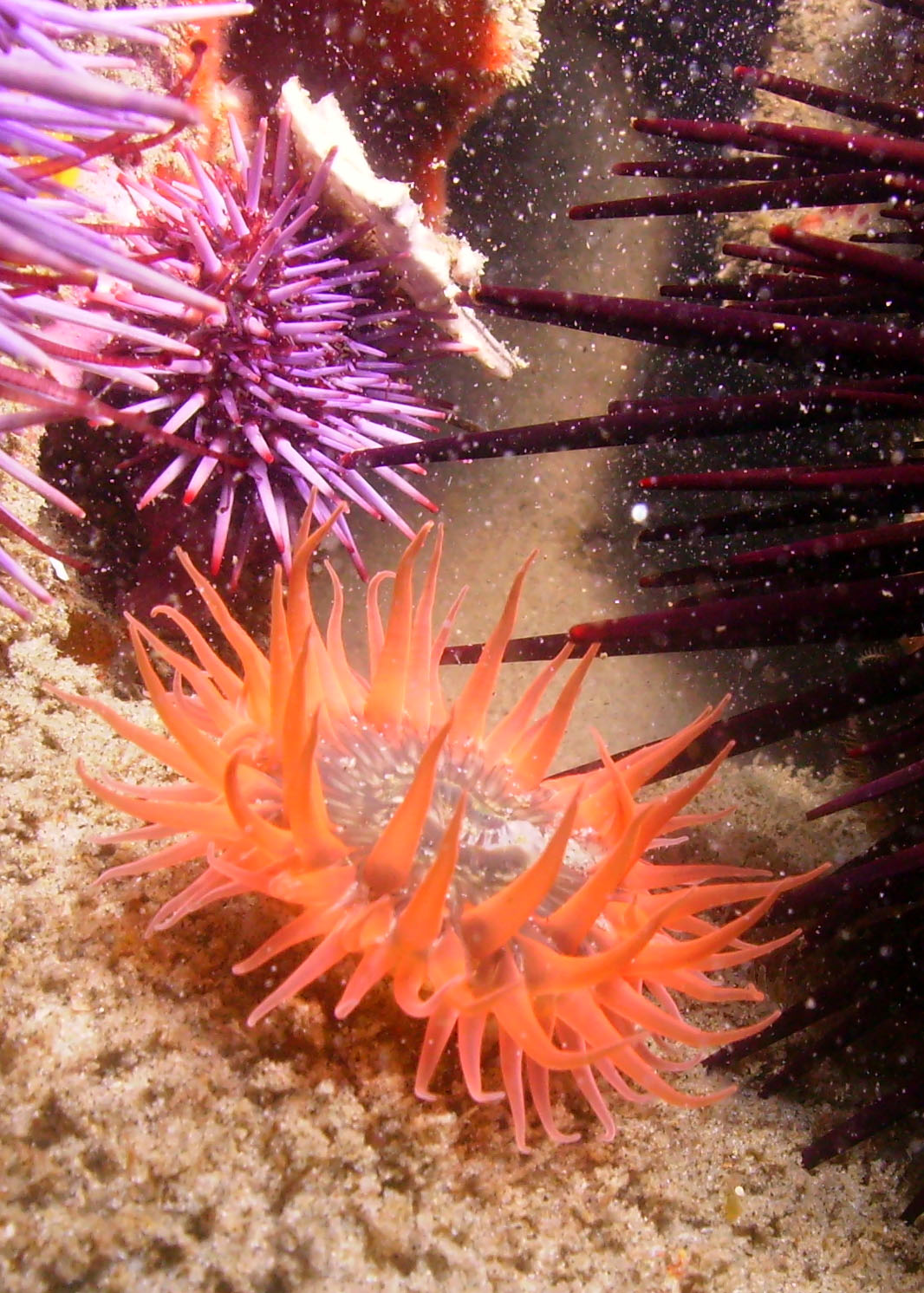 Sea Anemone