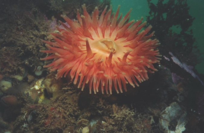 Sea Anenome