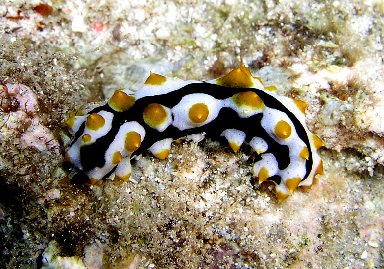 Sea Cucumber Juvenile