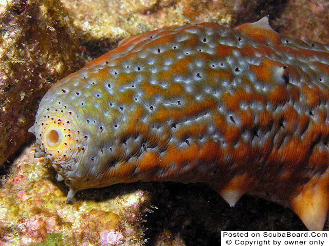 Sea cucumber macro