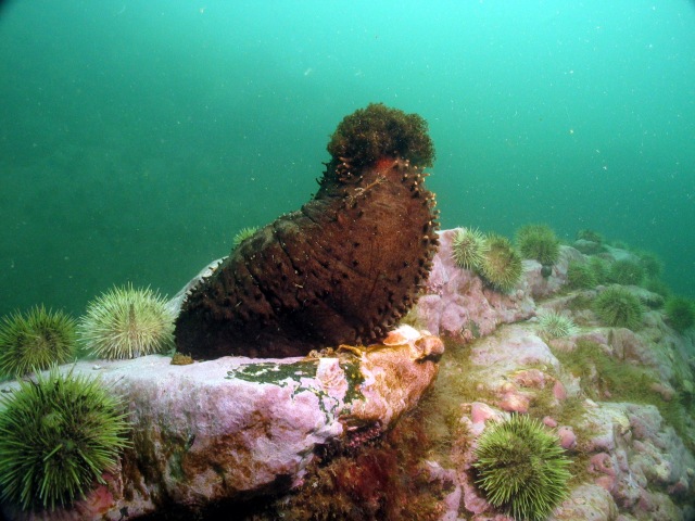 Sea Cucumber