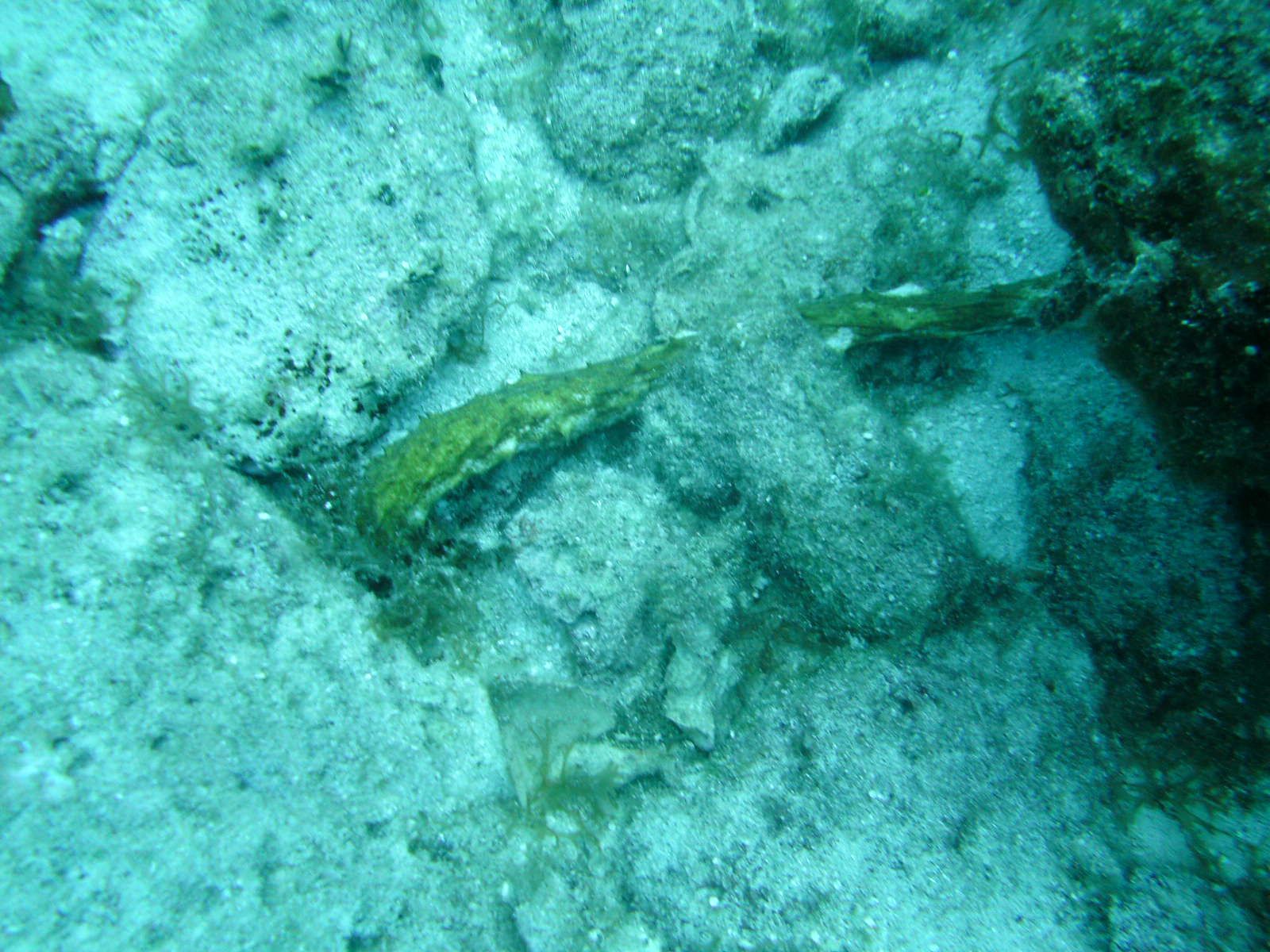 Sea cucumber