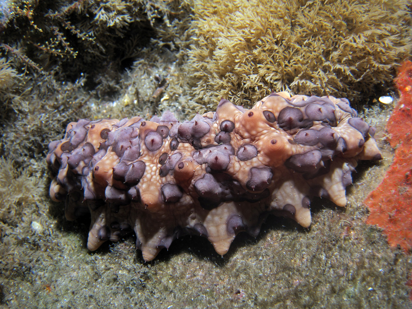 Sea Cucumber