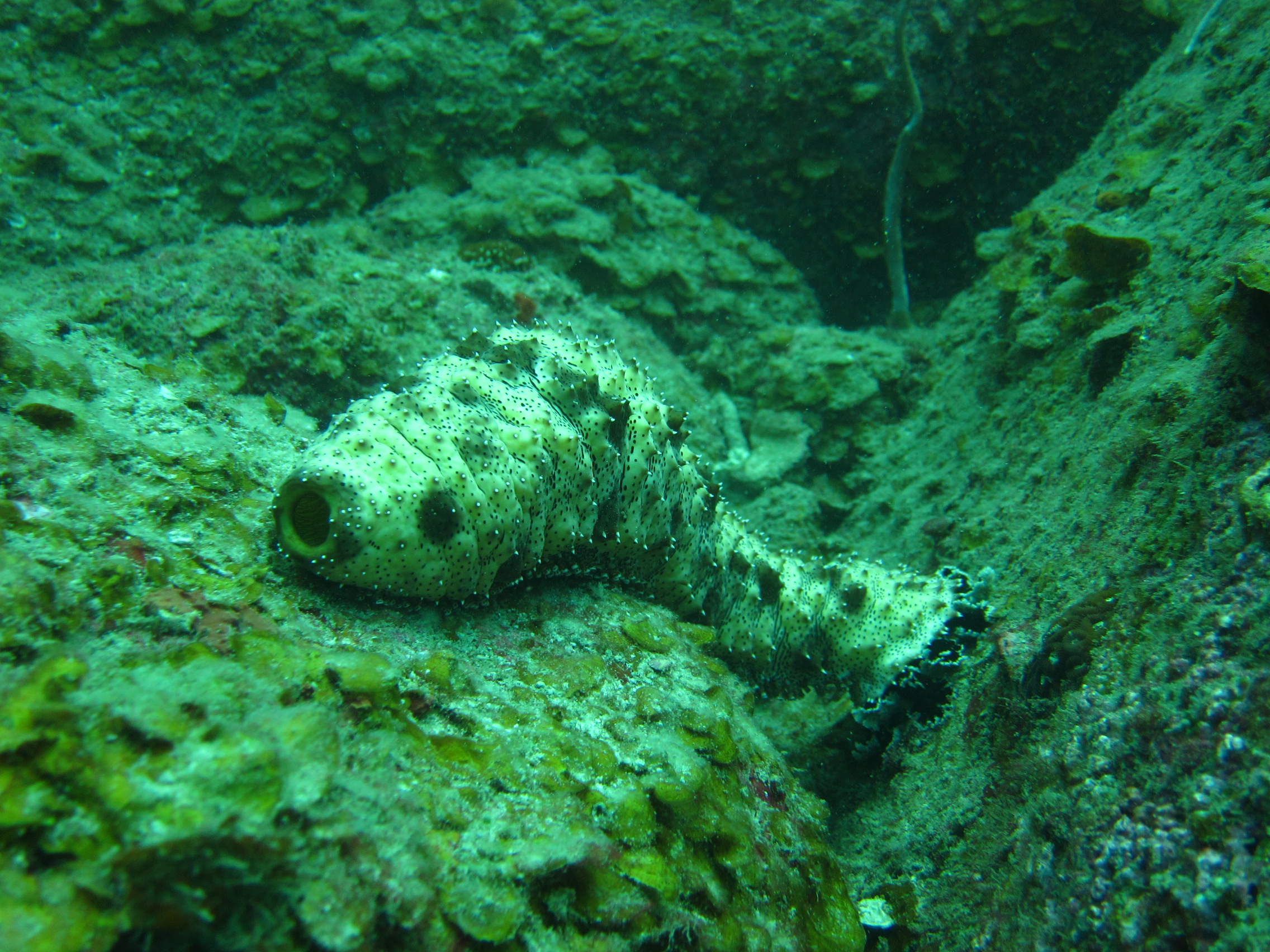 Sea Cucumber