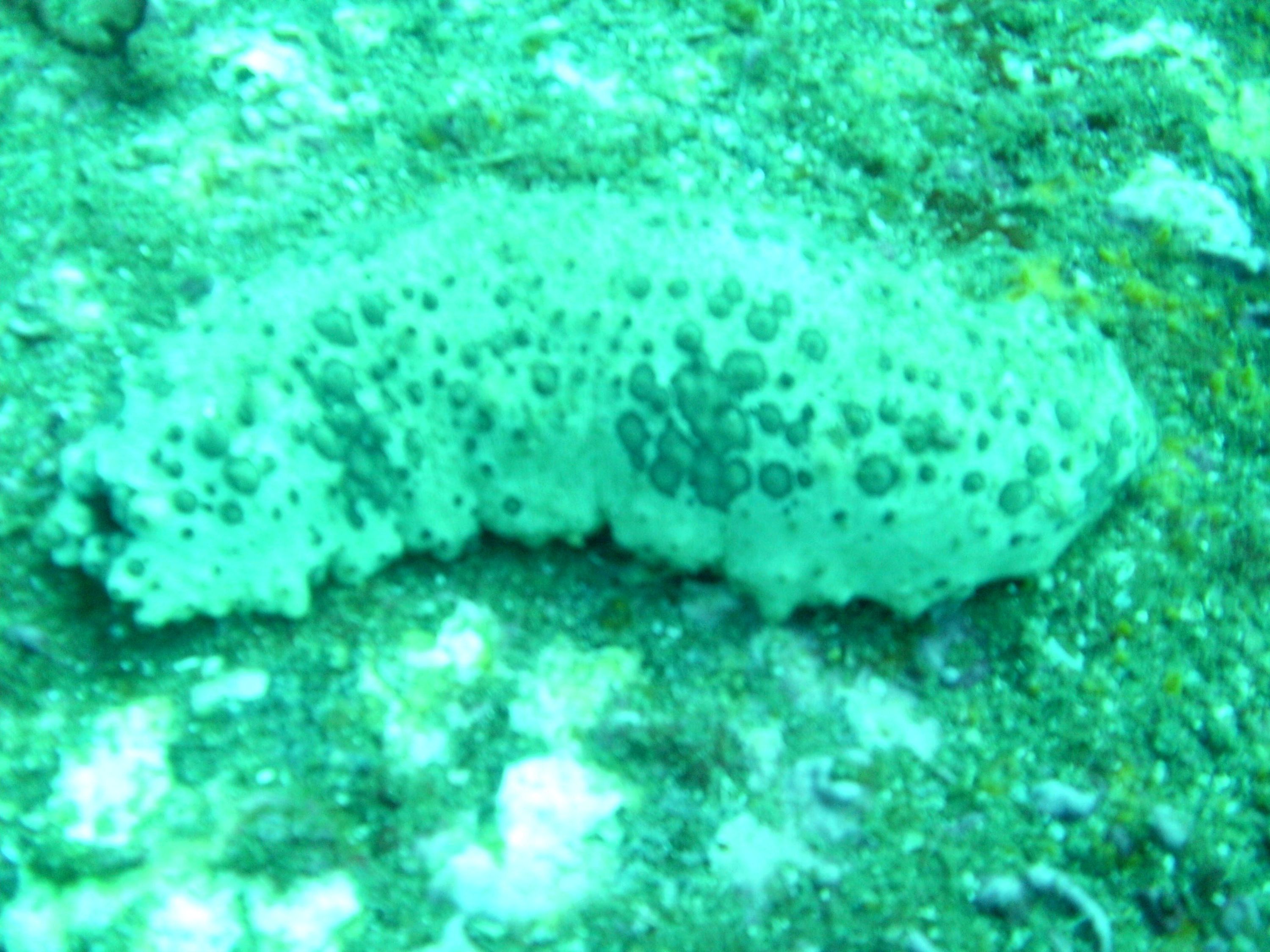 Sea Cucumber