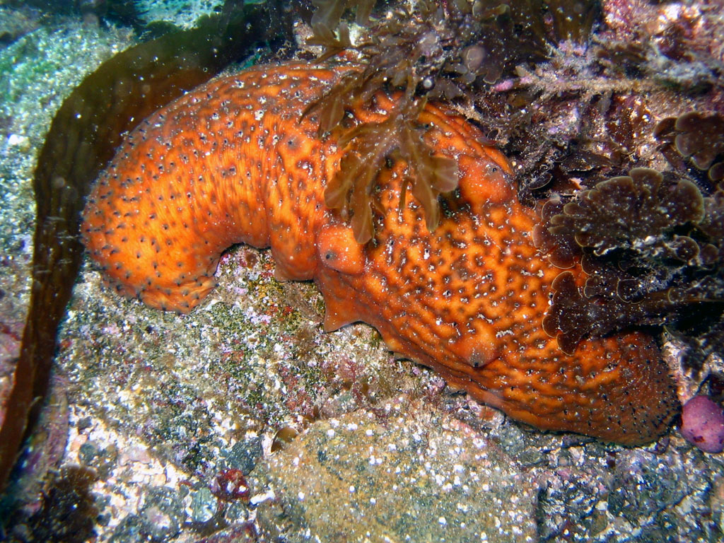 Sea Cucumber