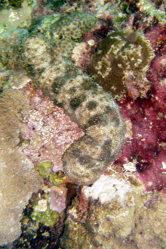 Sea Cucumber