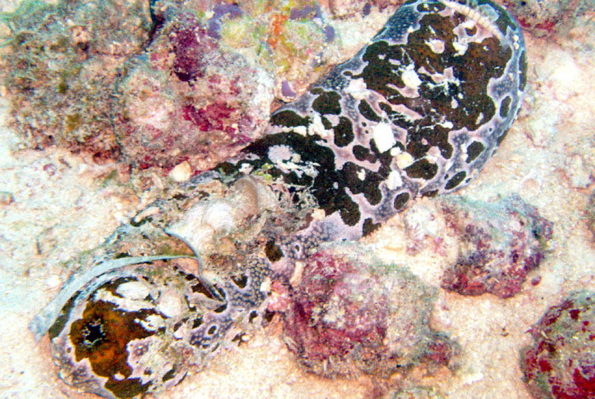 Sea Cucumber