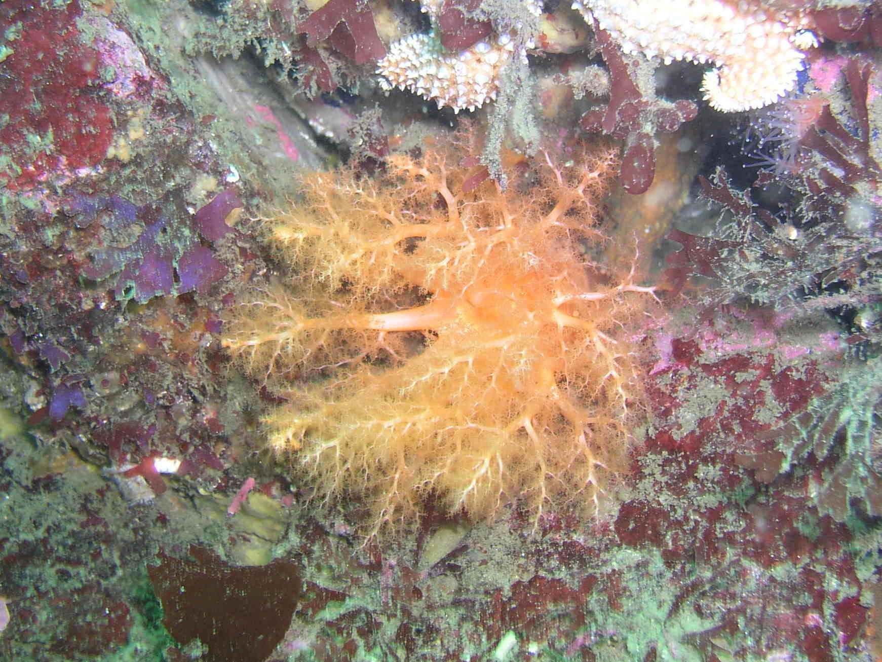 Sea Cucumber