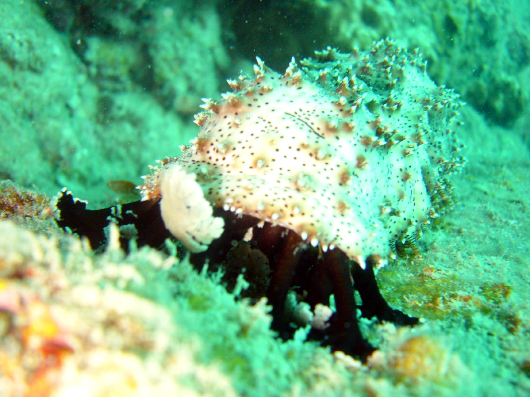 sea cucumber