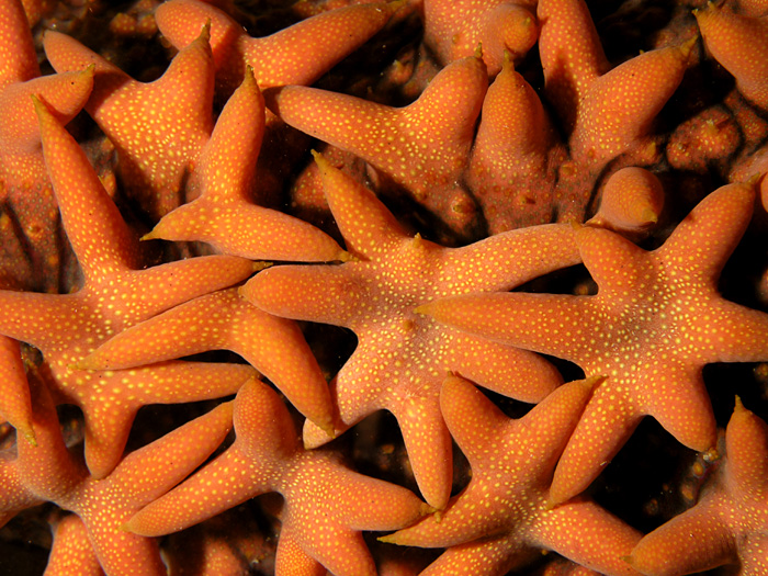 Sea Cucumber