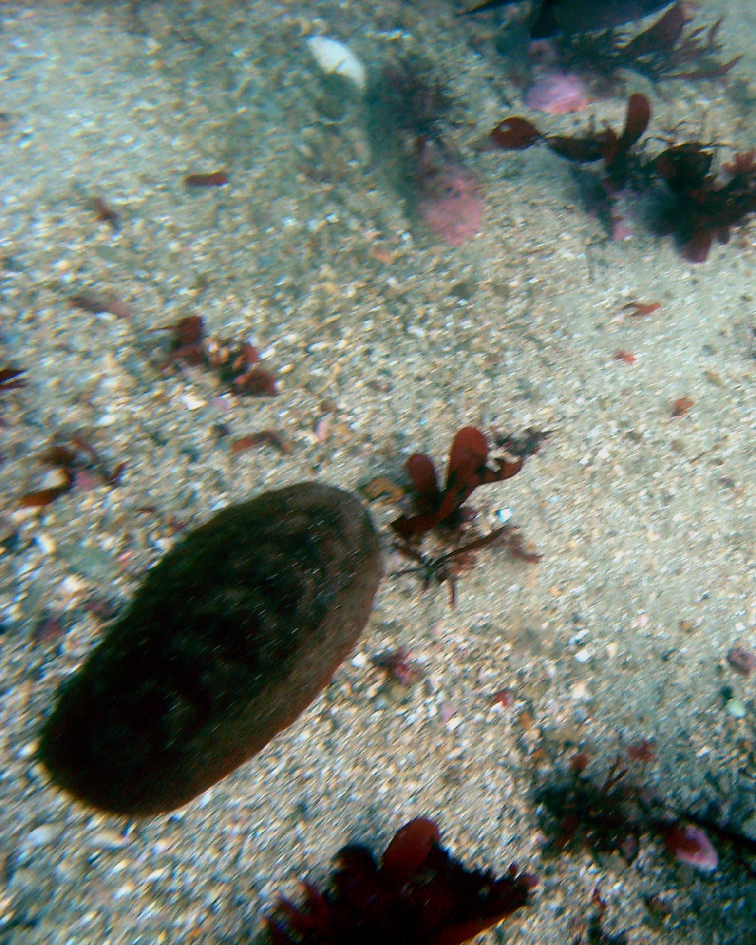 Sea Cucumber