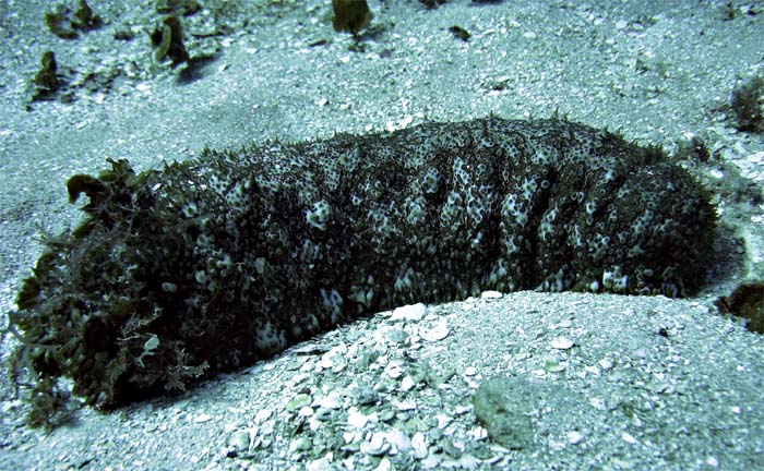 Sea Cucumber