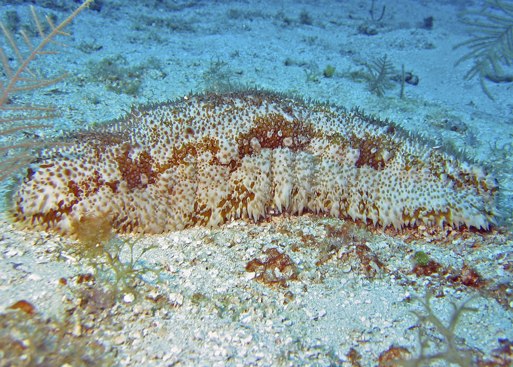 Sea Cucumber