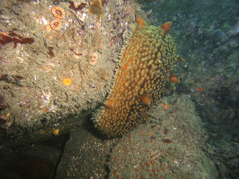 Sea Cucumber