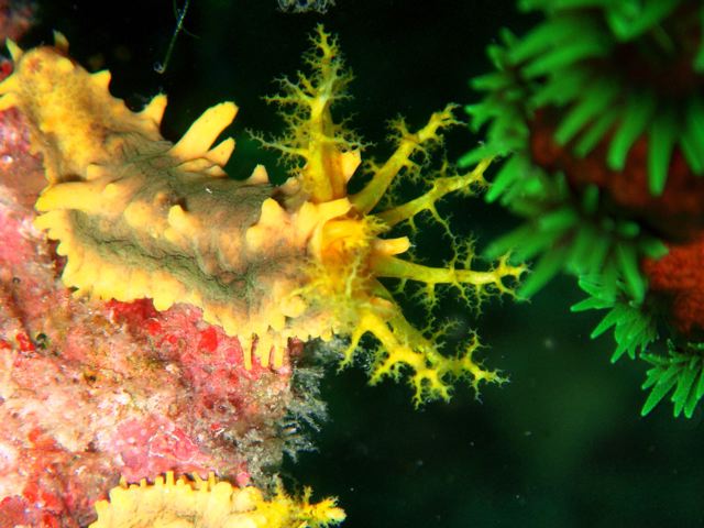 Sea Cucumbers- no fooling!