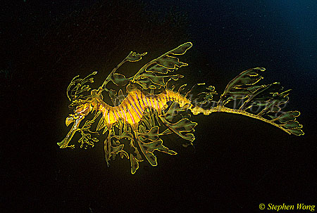 sea dragon found on the web