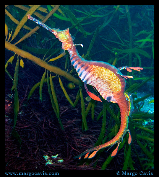 Sea Dragon