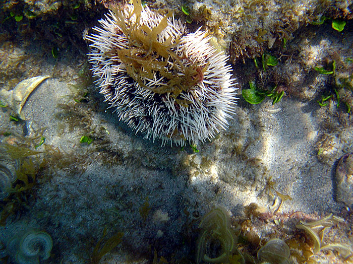 Sea Egg Urchin