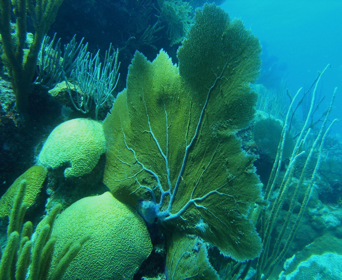 Sea fan and brain coral