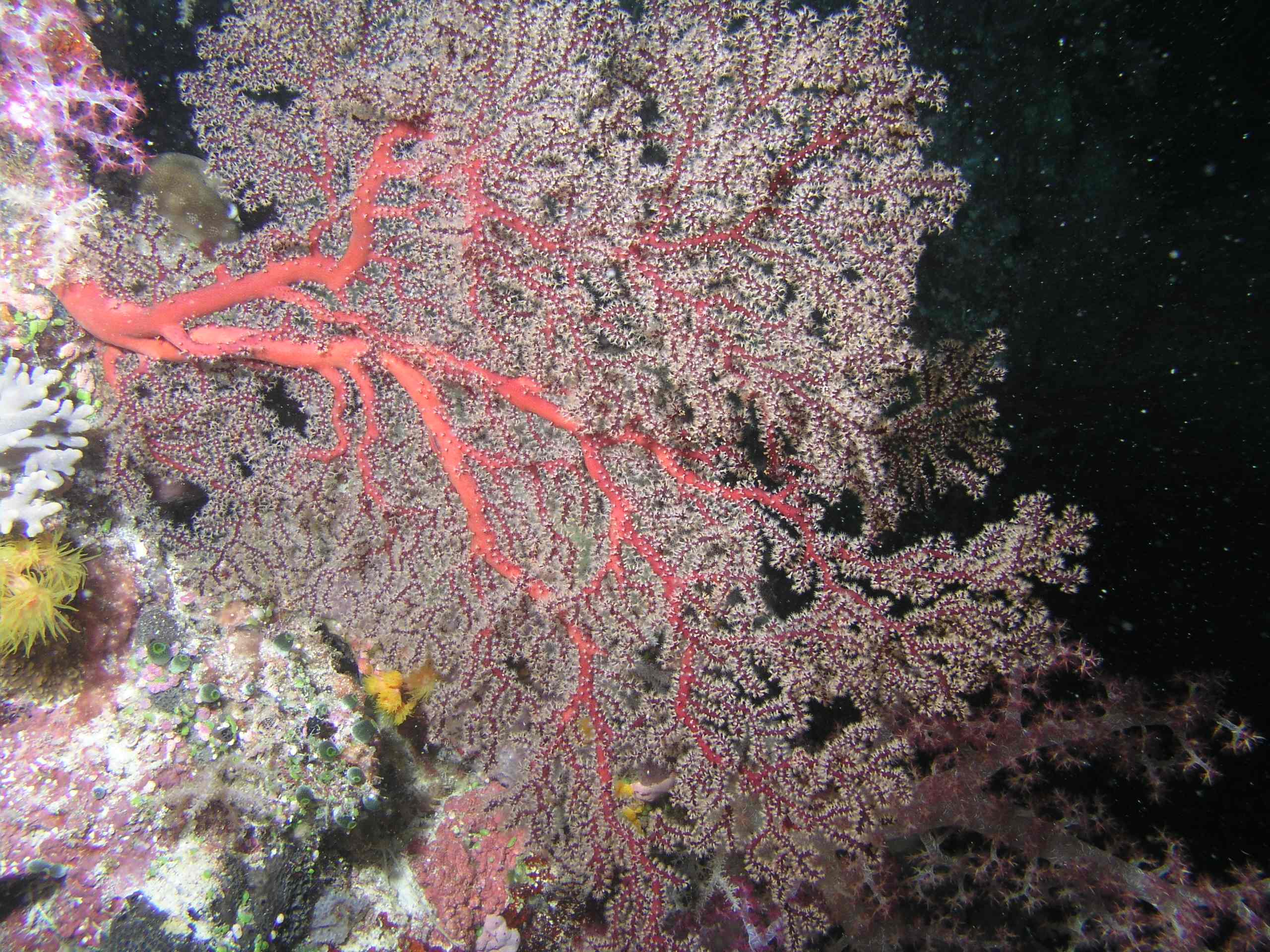 Sea Fan at Night