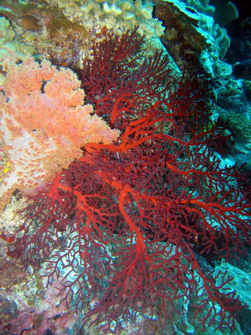 Sea Fan & Coral