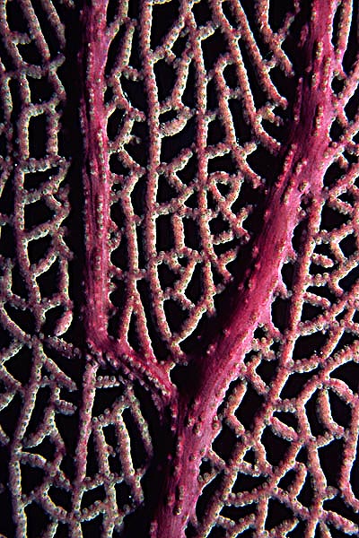 Sea Fan Detail