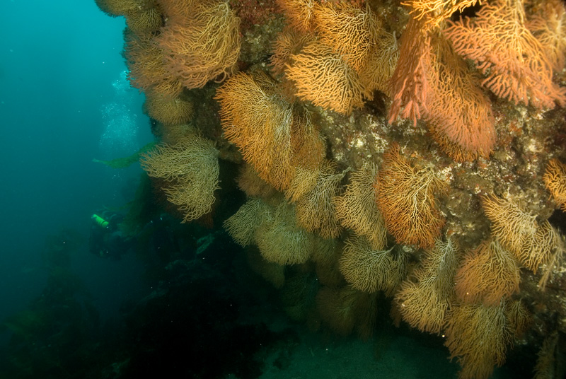 Sea Fan Grotto 2