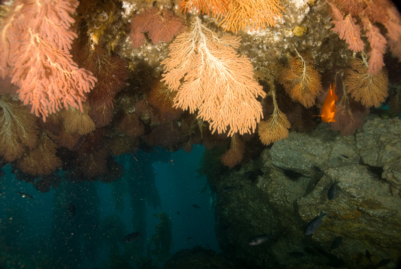 Sea Fan Grotto 4