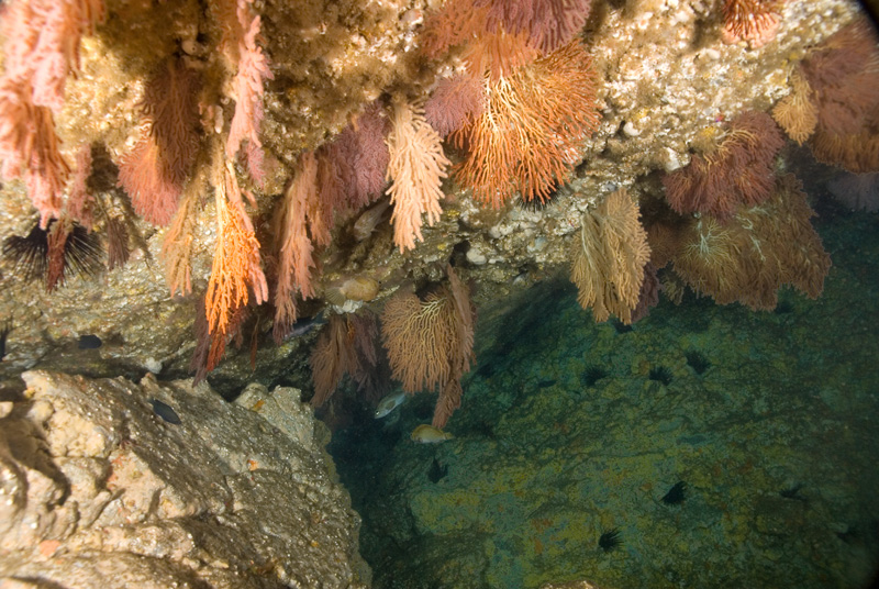 Sea Fan Grotto