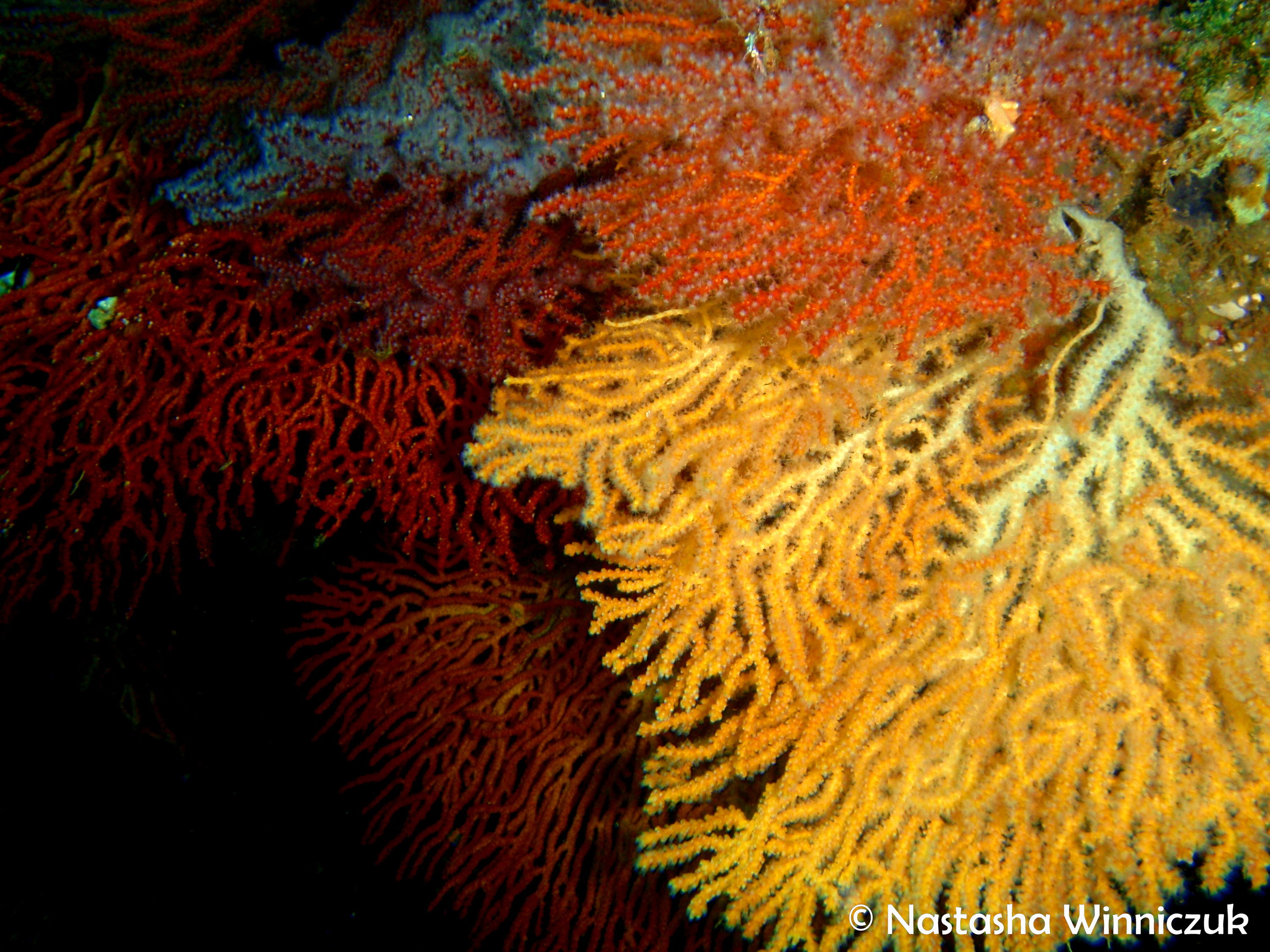 Sea Fan Quarry, Catalina Island, California