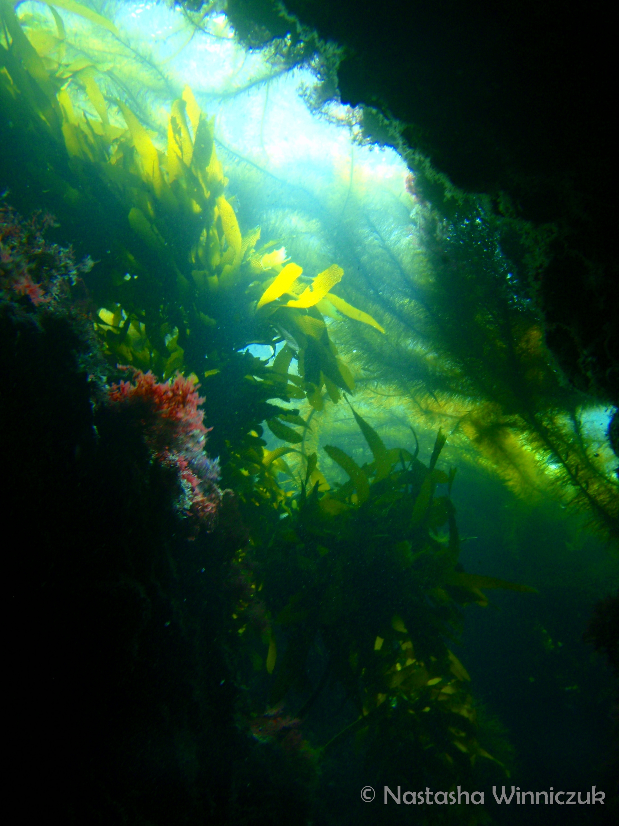 Sea Fan Quarry