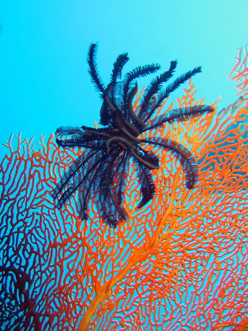 Sea Fan with Crinoid