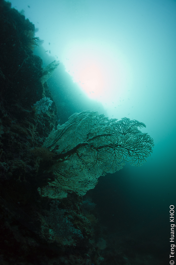 Sea fan