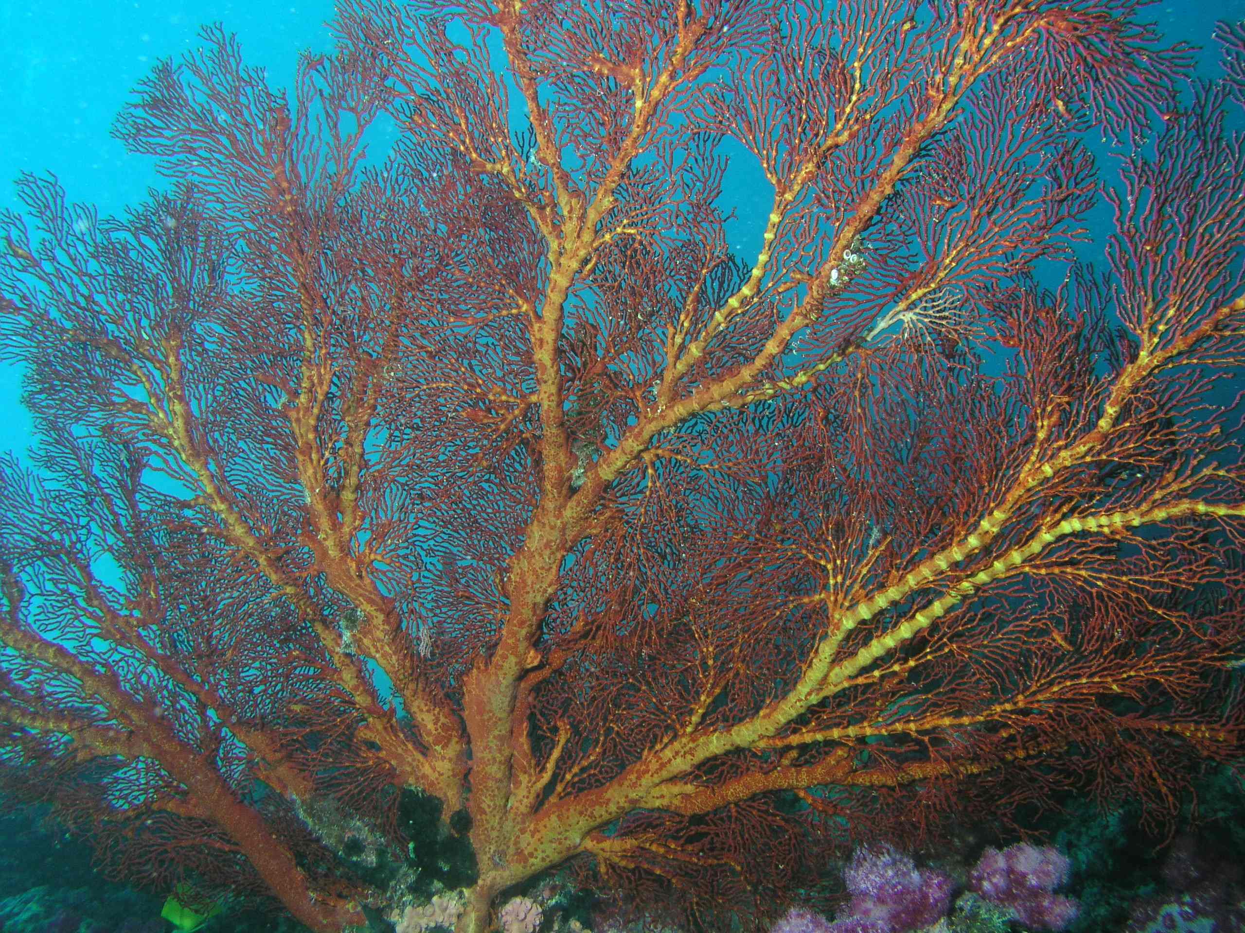 Sea Fan