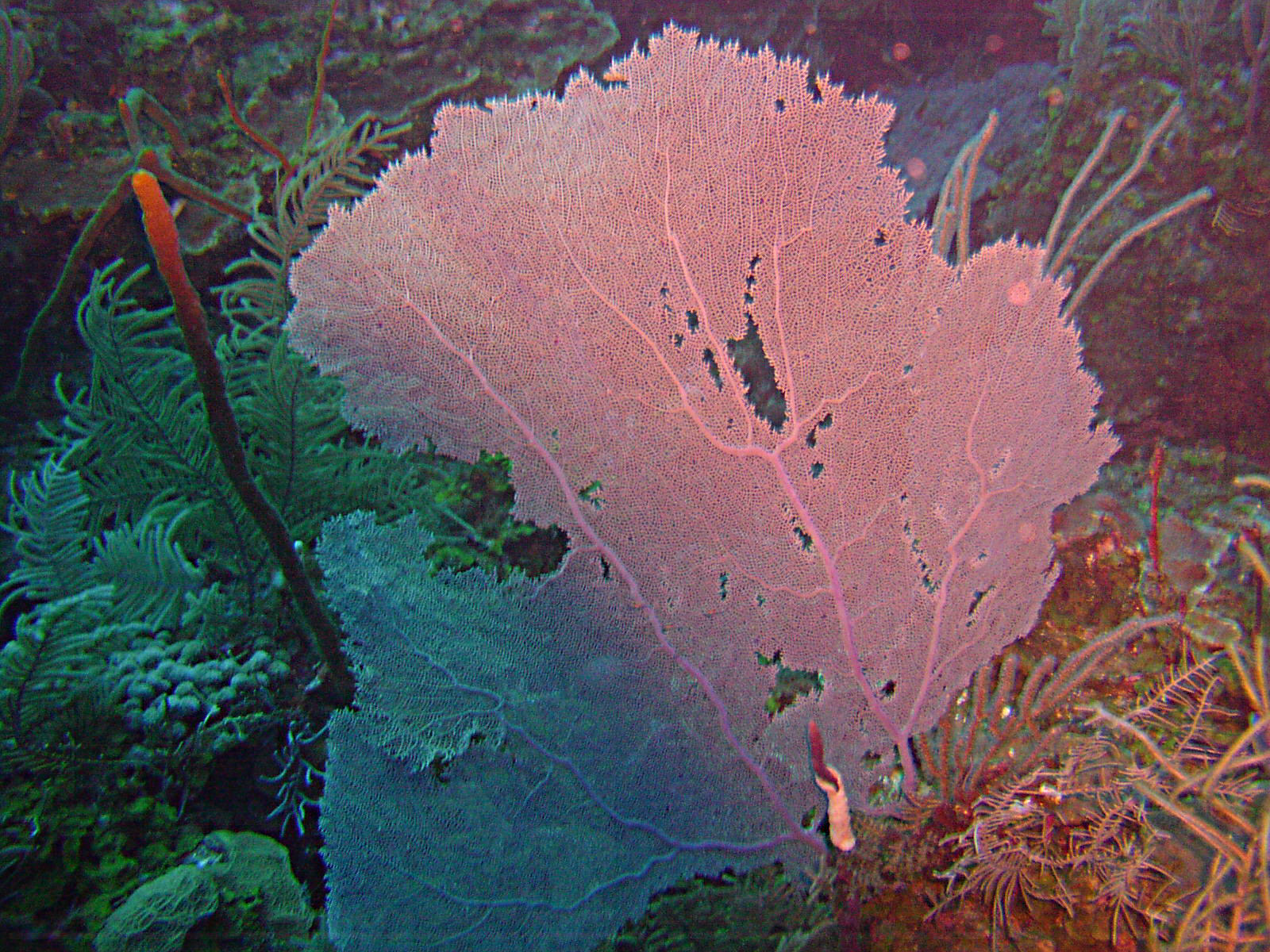 Sea Fan