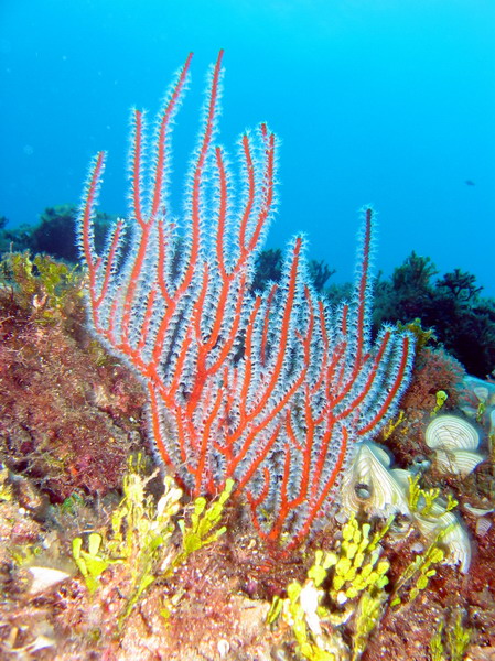 Sea Fan