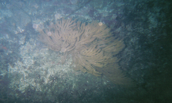 Sea Fan