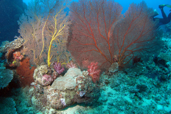 Sea fans and Soft Coral