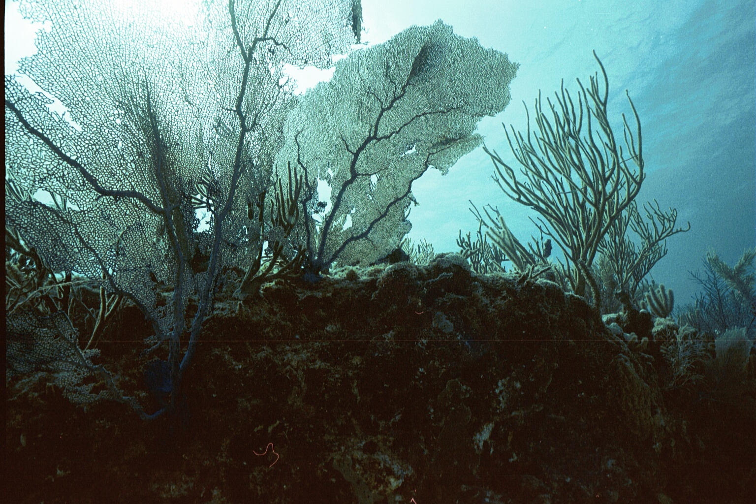 Sea Fans