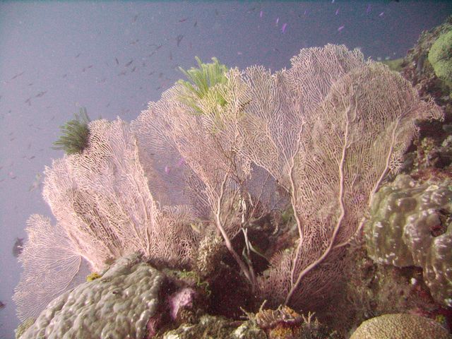 Sea Fans