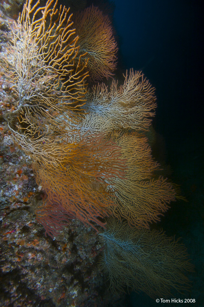 sea fans