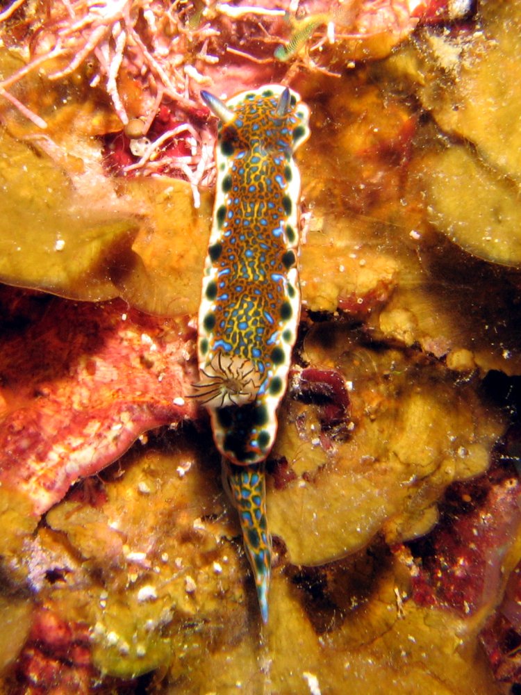 Sea Godess Nudibranch