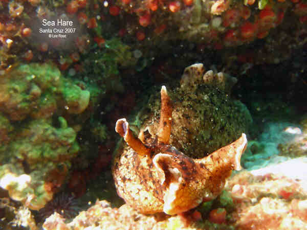 Sea Hare