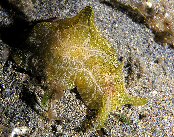 Sea hare