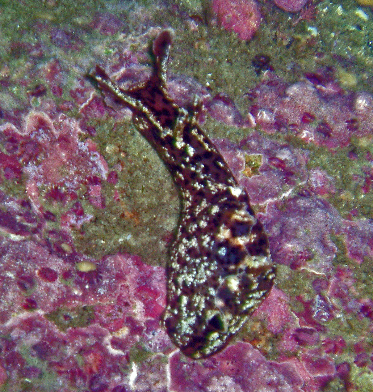 Sea Hare