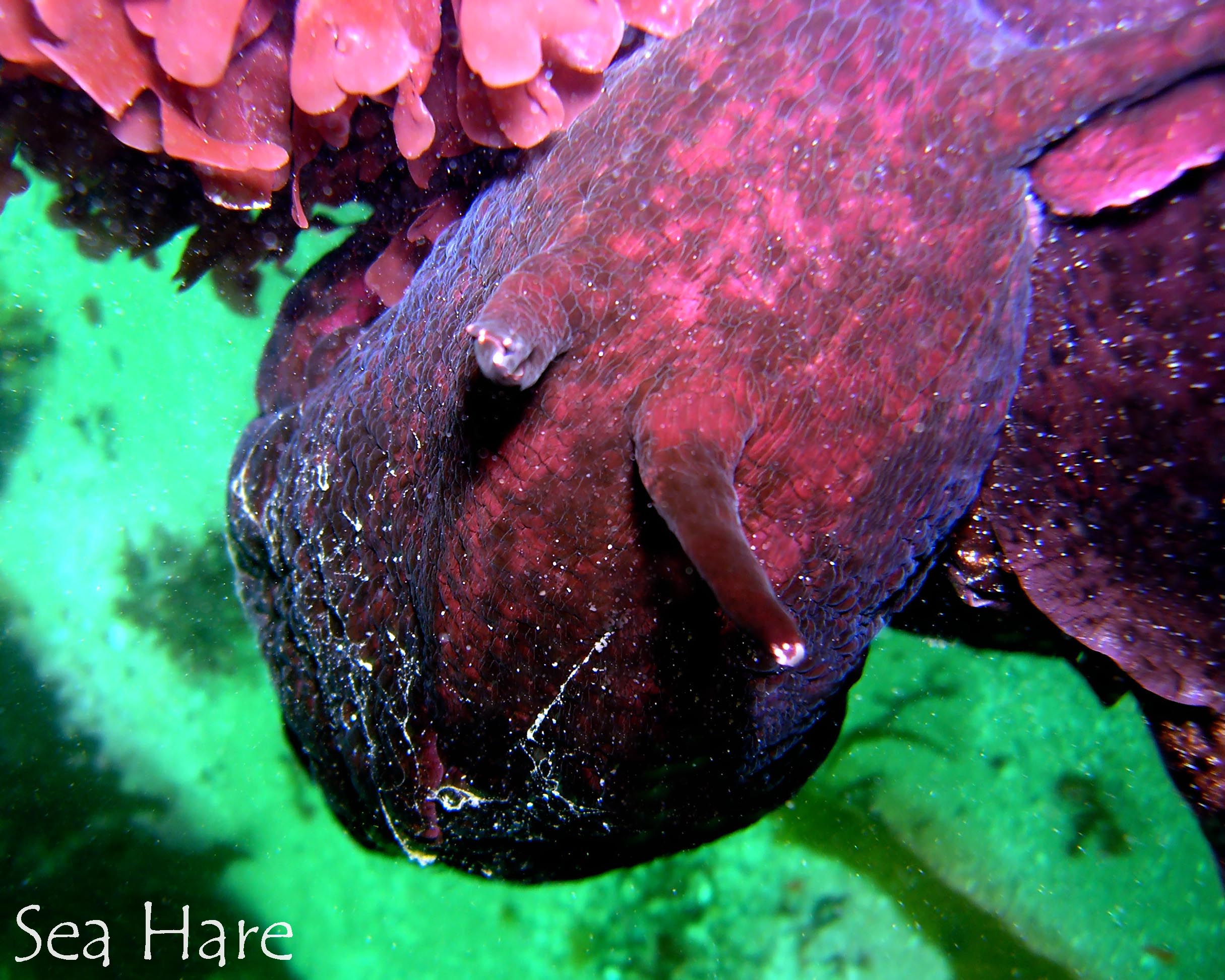 Sea Hare