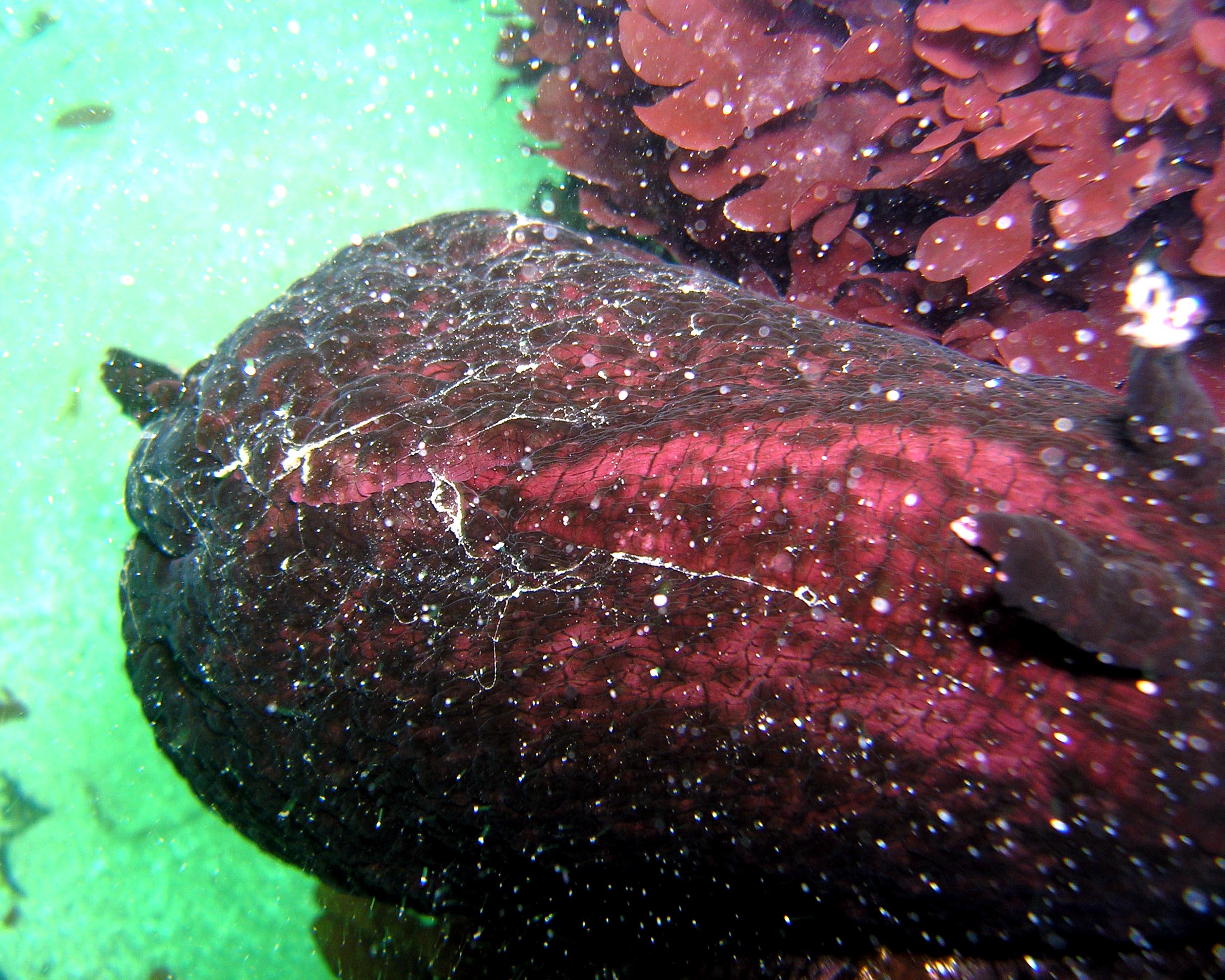 Sea Hare