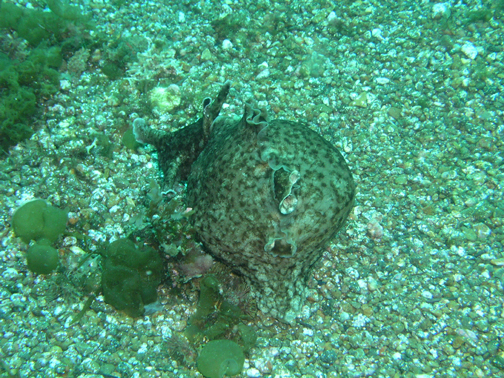 Sea Hare